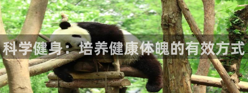 雨燕360体育免费观看赛事：科学健身：培养健康体魄的有效方式