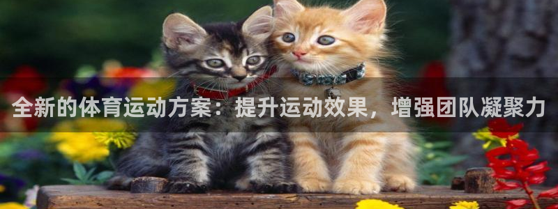 雨燕欧冠直播：全新的体育运动方案：提升运动效果，增强团队凝聚力
